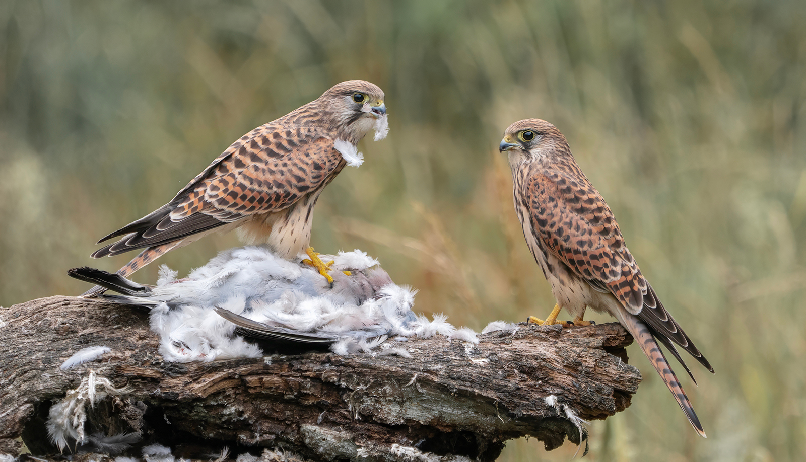 FEEDING TIME